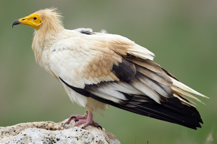El alimoche 'Montejo', centinela del veneno.