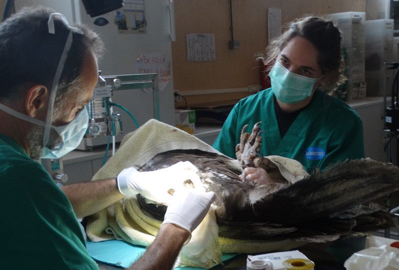 Veterinarios del hospital de fauna salvaje de GREFA, operando a un buitre. 