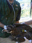 3. Un buitre negro con su emisor satelital ya colocado es examinado por un veterinario antes de ser reintroducido en el Pirineo catalán.