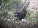 5. Buitre negro posado en un nido, en la zona de reintroducción de la Reserva de Boumort (Lleida), en el Pirineo catalán. Se aprecia la antena del emisor satelital que lleva al dorso.