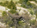 6. Ejemplar adulto de buitre negro reintroducido en el Pirineo catalán, junto a su pollo, en un nido situado en la copa de un pino.