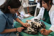   Extracción de sangre a un pollo de águila real para un chequeo veterinario en el centro GREFA.
