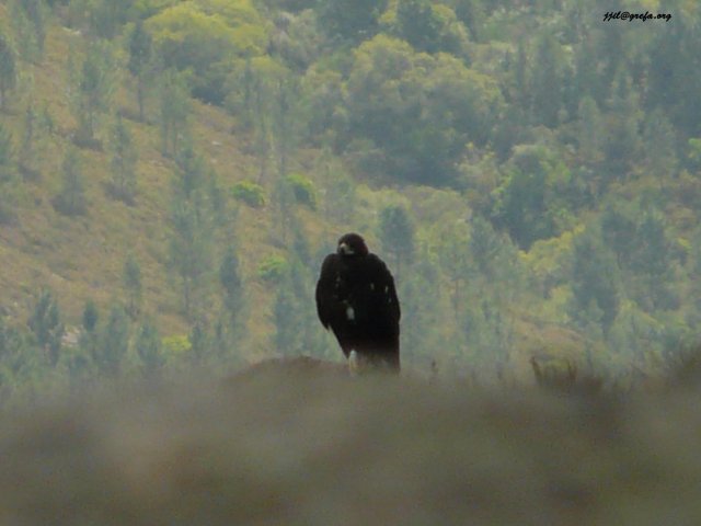 Reintroducción Águila Real en el Parque Natural del Xurés. Eufemía es liberada siendo pollo en el verano de 2008