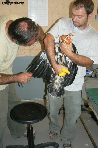 Reintroducción Águila Real en el Parque Natural del Xurés. Eufemía es liberada siendo pollo en el verano de 2008
