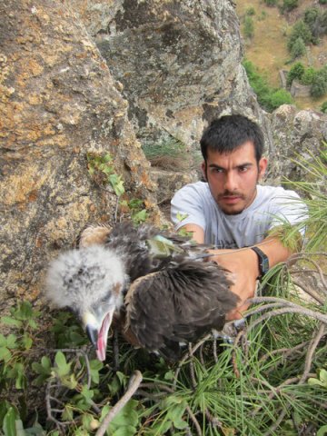 Graná y jaén, primeros pollos águilas perdiceras liberados por GREFA