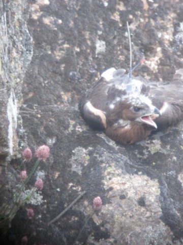 Graná y jaén, primeros pollos águilas perdiceras liberados por GREFA