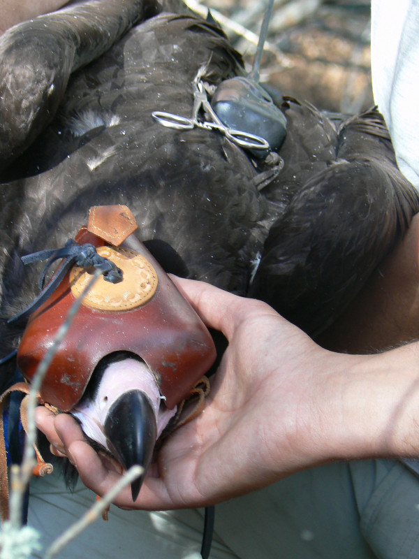 Buitre negro marcado con radiotransmisor antes de ser demositado nuevamente en el nido