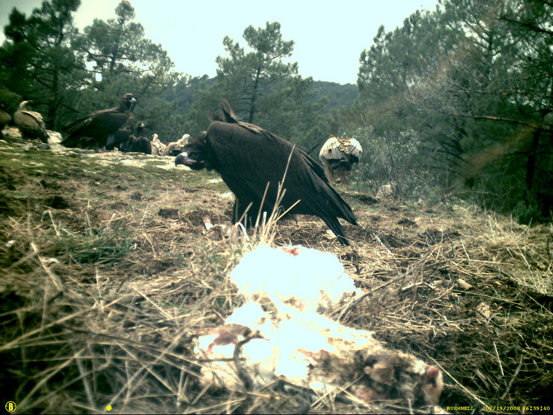 Fototampeo en la colonia de buitre negro la sierra suroeste de Madrid