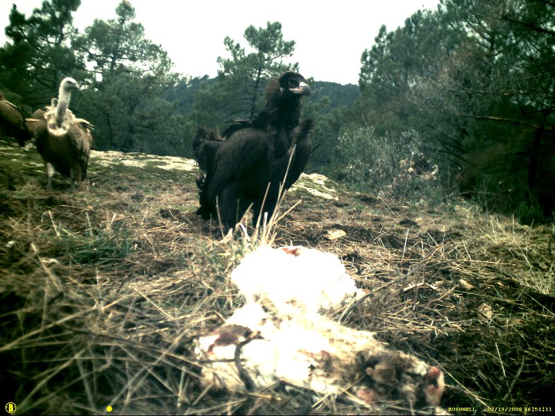 Fototampeo en la colonia de buitre negro la sierra suroeste de Madrid