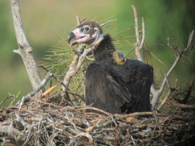 Pollo de buitre negro recién marcado de vuelta a su nido