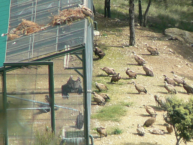 Buitres negros y leonados interaccionando dentro y fuera de la jaula, en Boumort