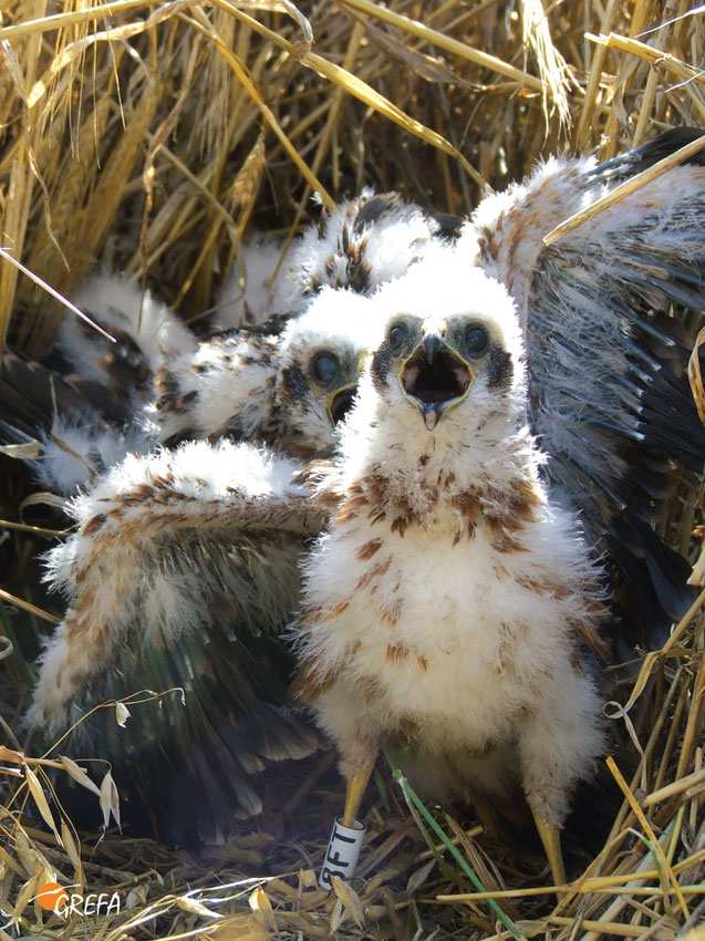 Pollos de aguilucho cenizo anillados en el nido