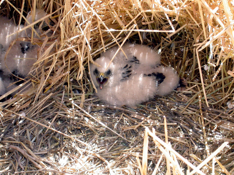 Pollos de aguilucho en el nido
