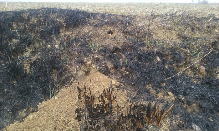 Hemos incidido siempre en la ineficacia del fuego frente a los topillos. Véase la imagen de una madriguera reabierta en el talud de un arroyo tras la quema del mismo en Palencia en 2017.