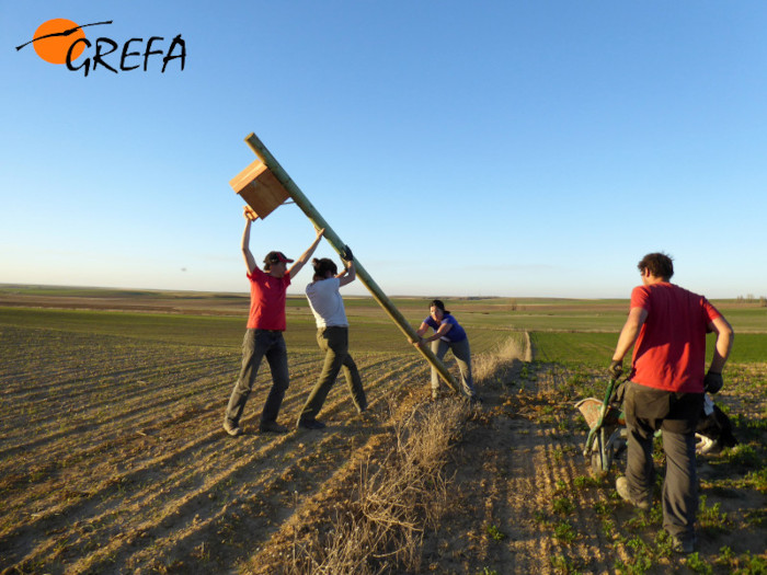 Agricultor voluntario y estudiantes en prácticas ayudan a técnicos de GREFA en una jornada de instalación de cajas nido.