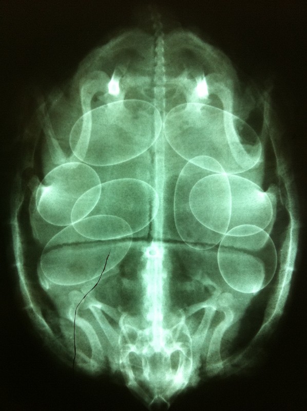 Radiografía de hembra con huevos