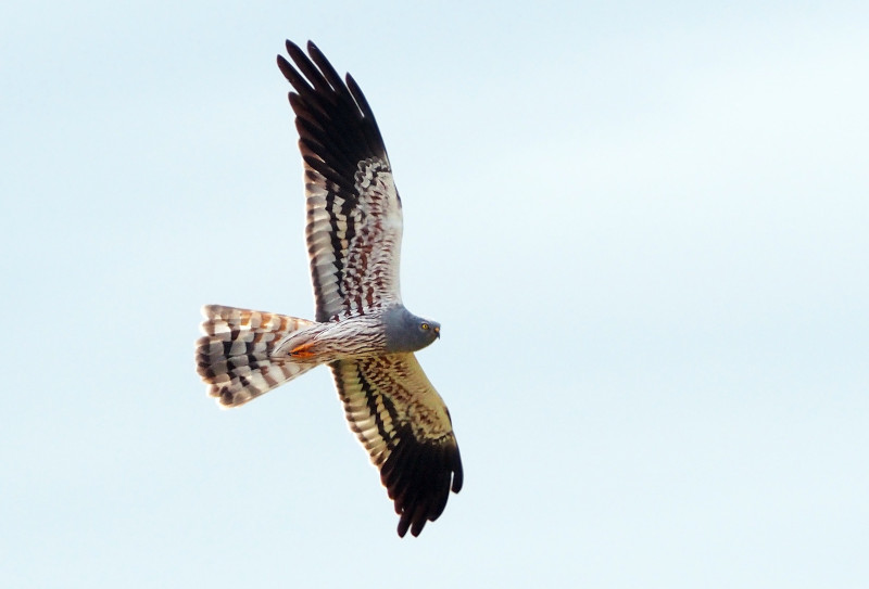 Macho de aguilucho cenizo en vuelo. Foto: Filippo Guidantoni / Palombar.