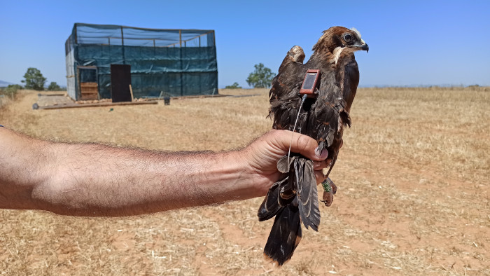 Aguilucho cenizo joven a punto de ser liberado con un emisor GPS y al fondo, instalación de "hacking" en la que completó su crianza. Foto: Palombar.