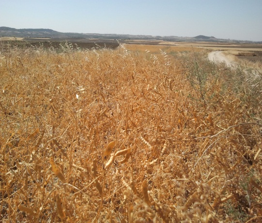 Figura 2. Fotos del cultivo de veza en verde y en seco sembradas durante el 2012 en Torrejón de Velasco. 