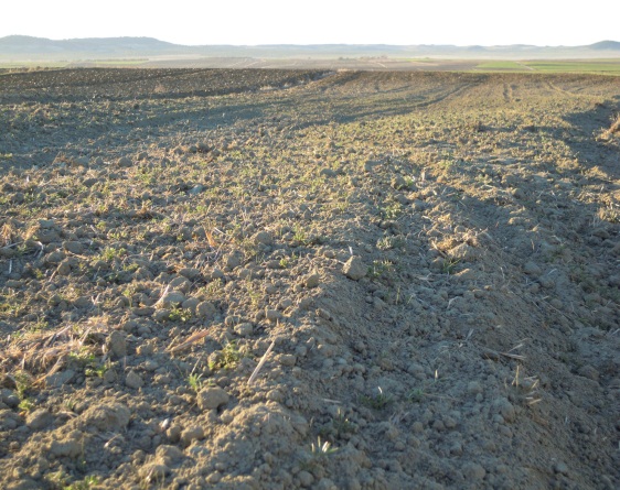 Figura 3. Fotos de una de las parcelas sembradas con veza en invierno y la misma parcela florecida en mayo durante el 2012 en Torrejón de Velasco.