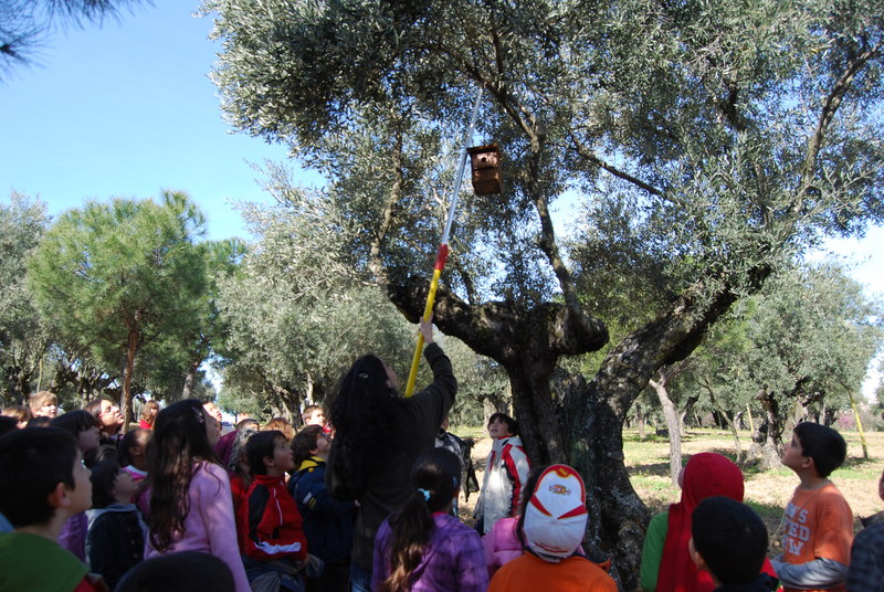 Colocación de cajas-nido en el Parque del Olivar como actividad educativa.