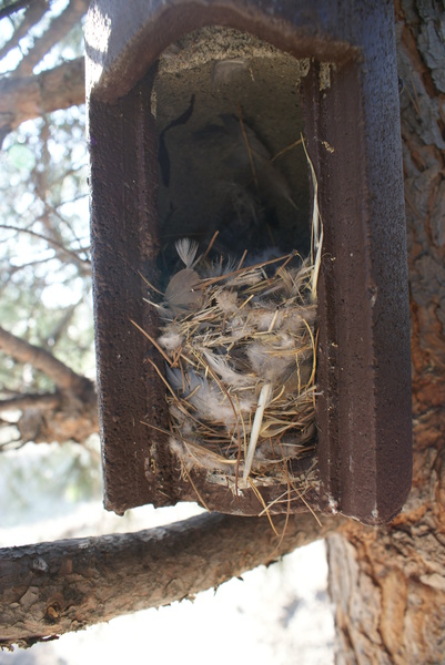 Caja-nido ocupada por gorrión molinero (Passer montanus)