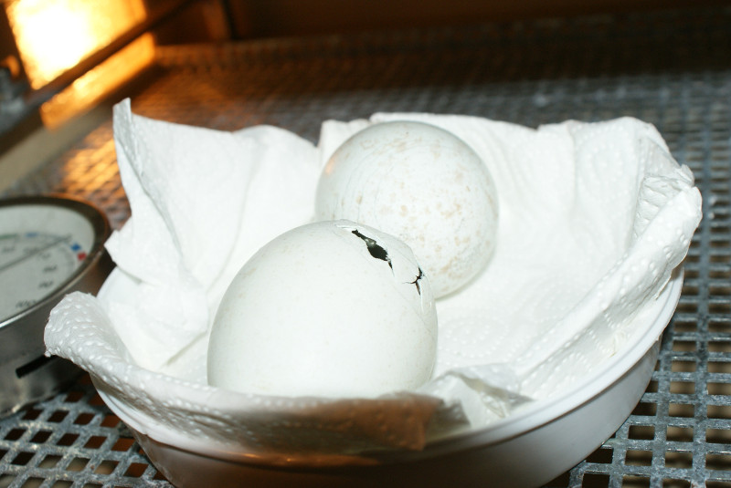 Huevo eclosionando