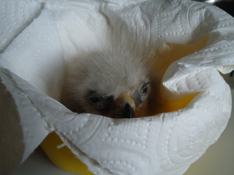 Pollo de águila perdicera recién nacido