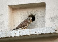 Hembra de cernícalo primilla en Navas del Rey