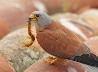 Macho de cernícalo primilla con una escalopendra