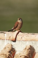 Macho joven de cernícalo primilla