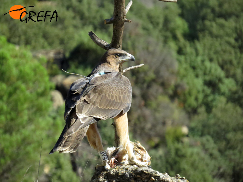 Águila de Bonelli o perdicera joven, con la antena de su emisor visible. Foto: GREFA.