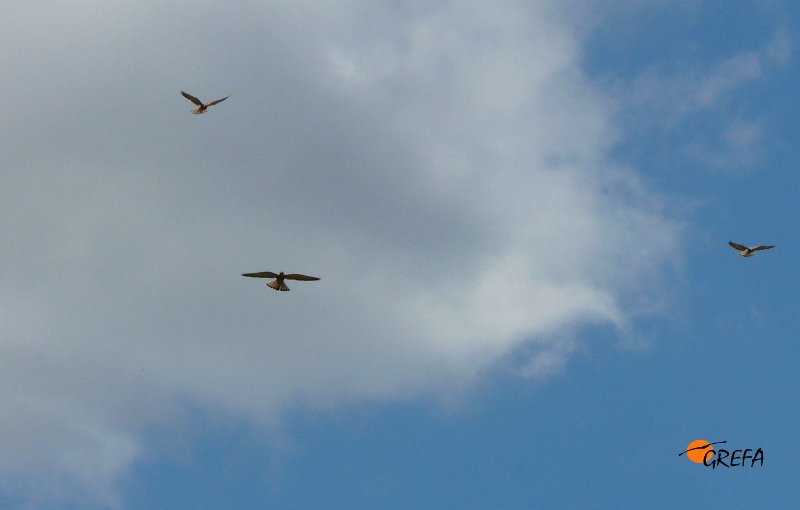 Tres cernícalos primillas cernidos. Lesser Kestrel. Falco naumanni.