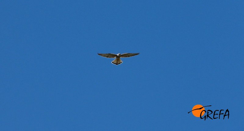 Cernícalo Primilla. Lesser Kestrel. Falco naumanni.