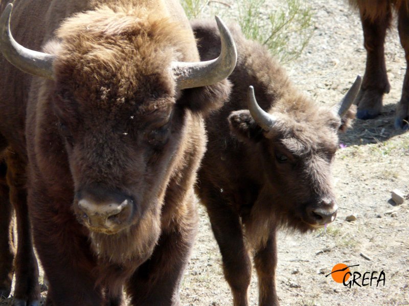 Macho adulto y choto de Bisonte europeo. European Bison. Bison bonasus.